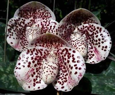 Paph.bellatulum'Showshan Ju' x self