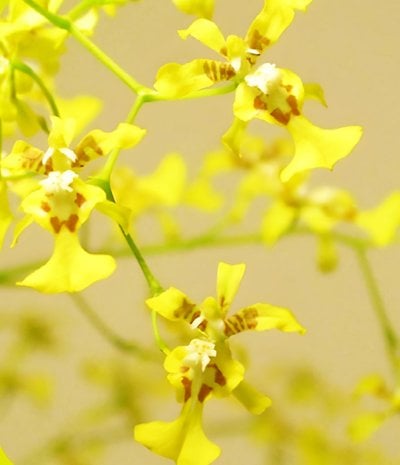 Onc.obryzatum'Shiny gold'