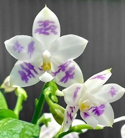Phal.(YangYang Reflex Blue x YangYang Blue Surprise)