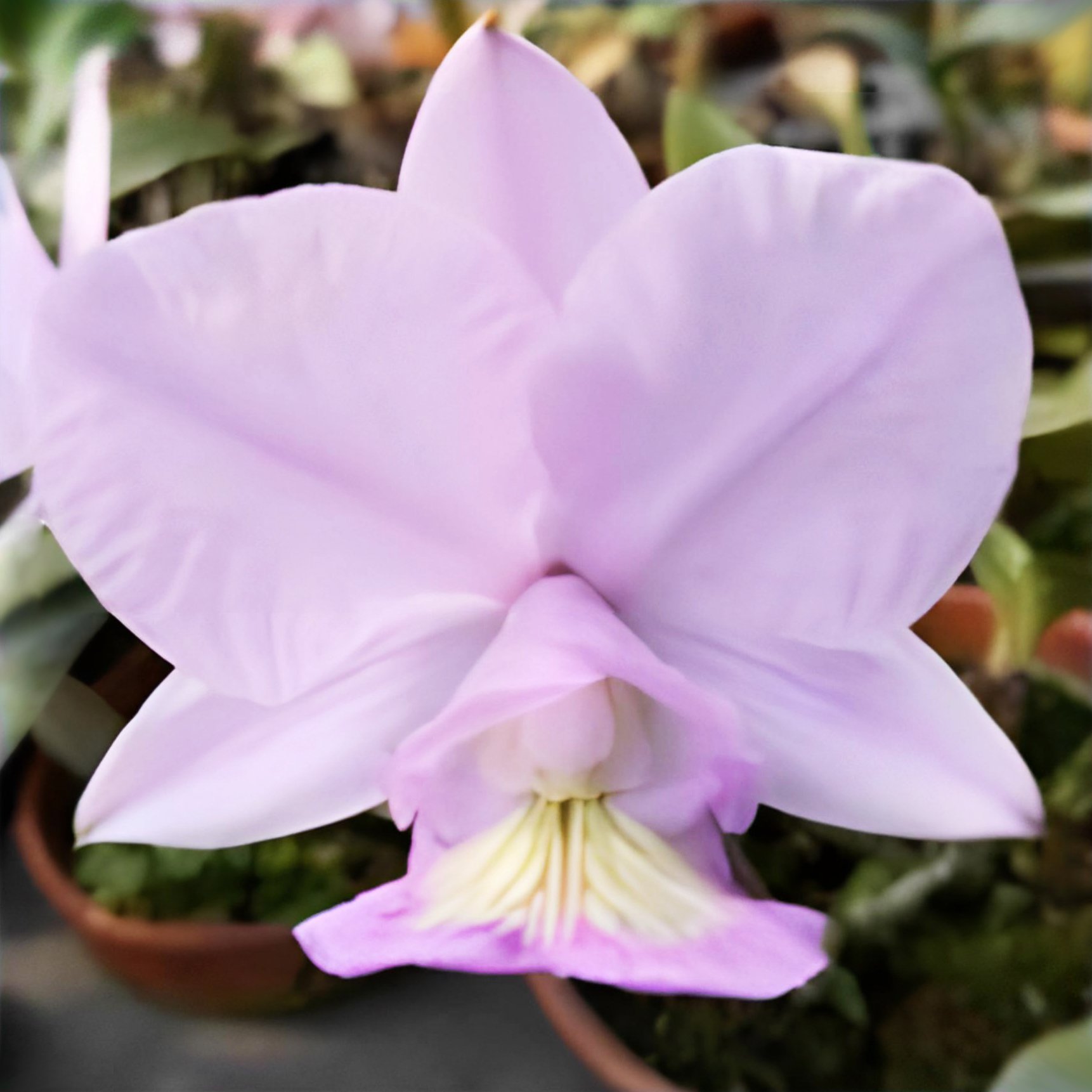 C.nobilior x sib