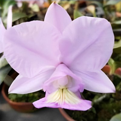 C.nobilior x sib