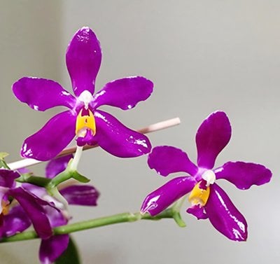 Phal.(((Coral Isles X javanica) X bellina )X Ld's Bear Queen) X Phal.pulchra