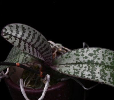 Phal.schilleriana 'Pink Butterfly' AM/AOS (MC)