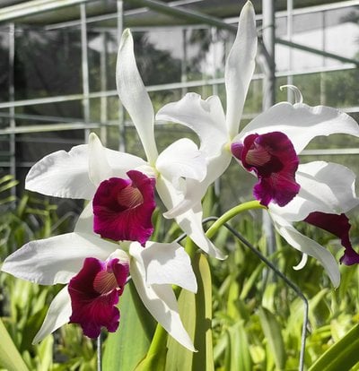 C.purpurata fma.vinicolor “Rudy”  x sib