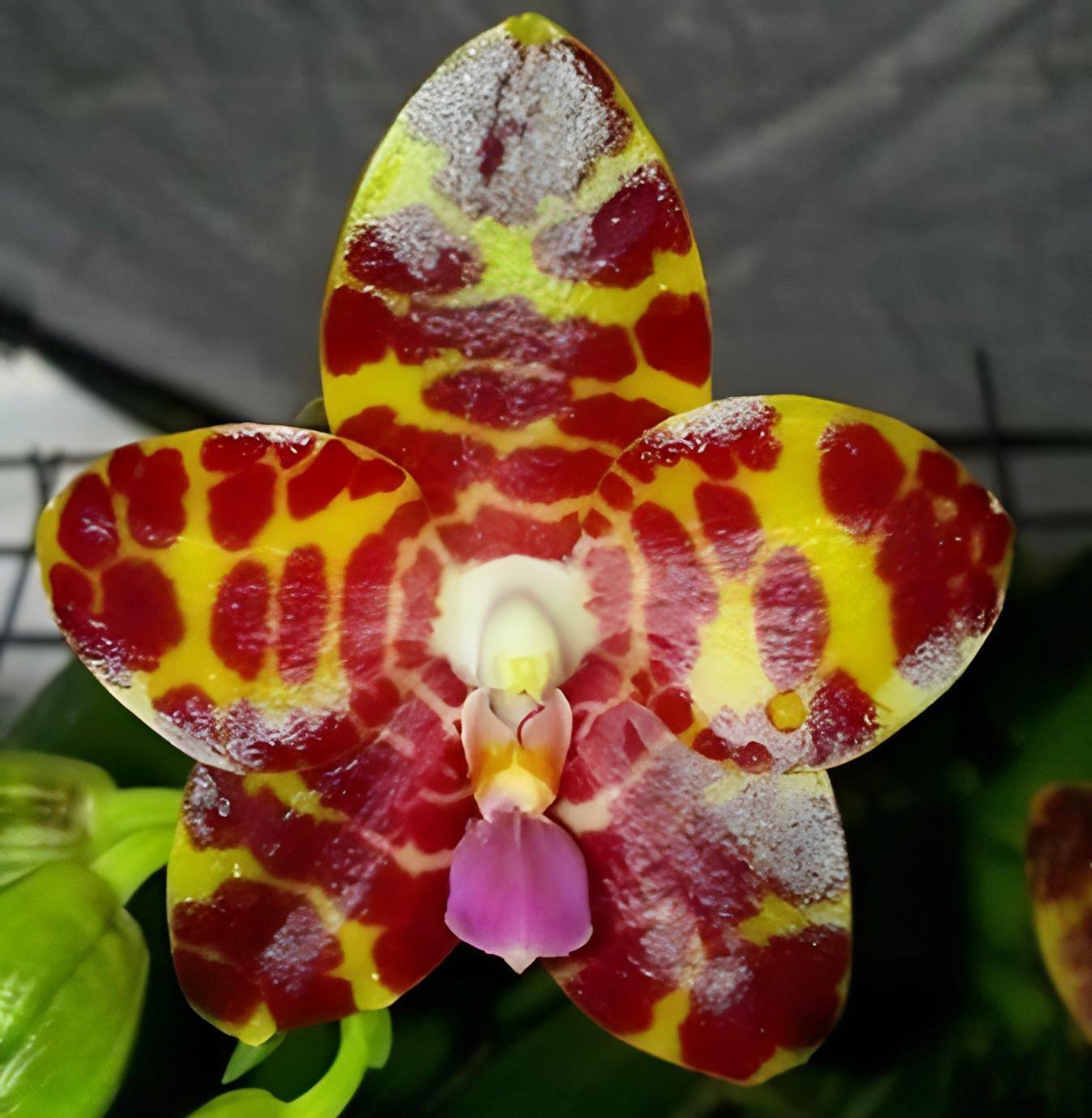 Phal. Zheng Min Yew  x Phal. Kung's Red Cherry 'Jon' 2