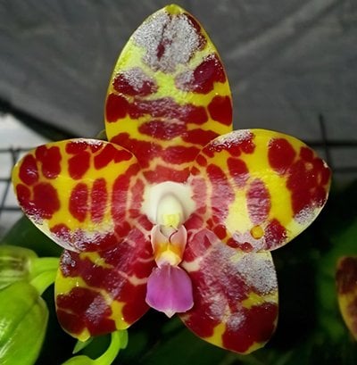 Phal. Zheng Min Yew  x Phal. Kung's Red Cherry 'Jon'