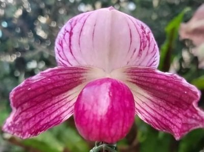 Paph. niveum X  Paph.stonei