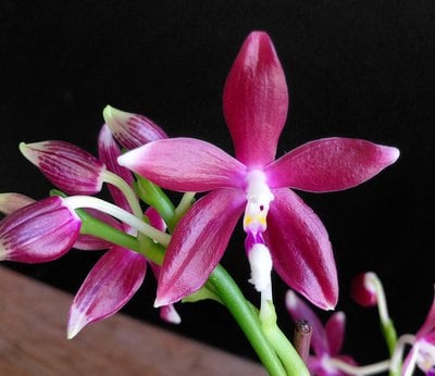 Phal.tetraspis'red' (Meri clone)