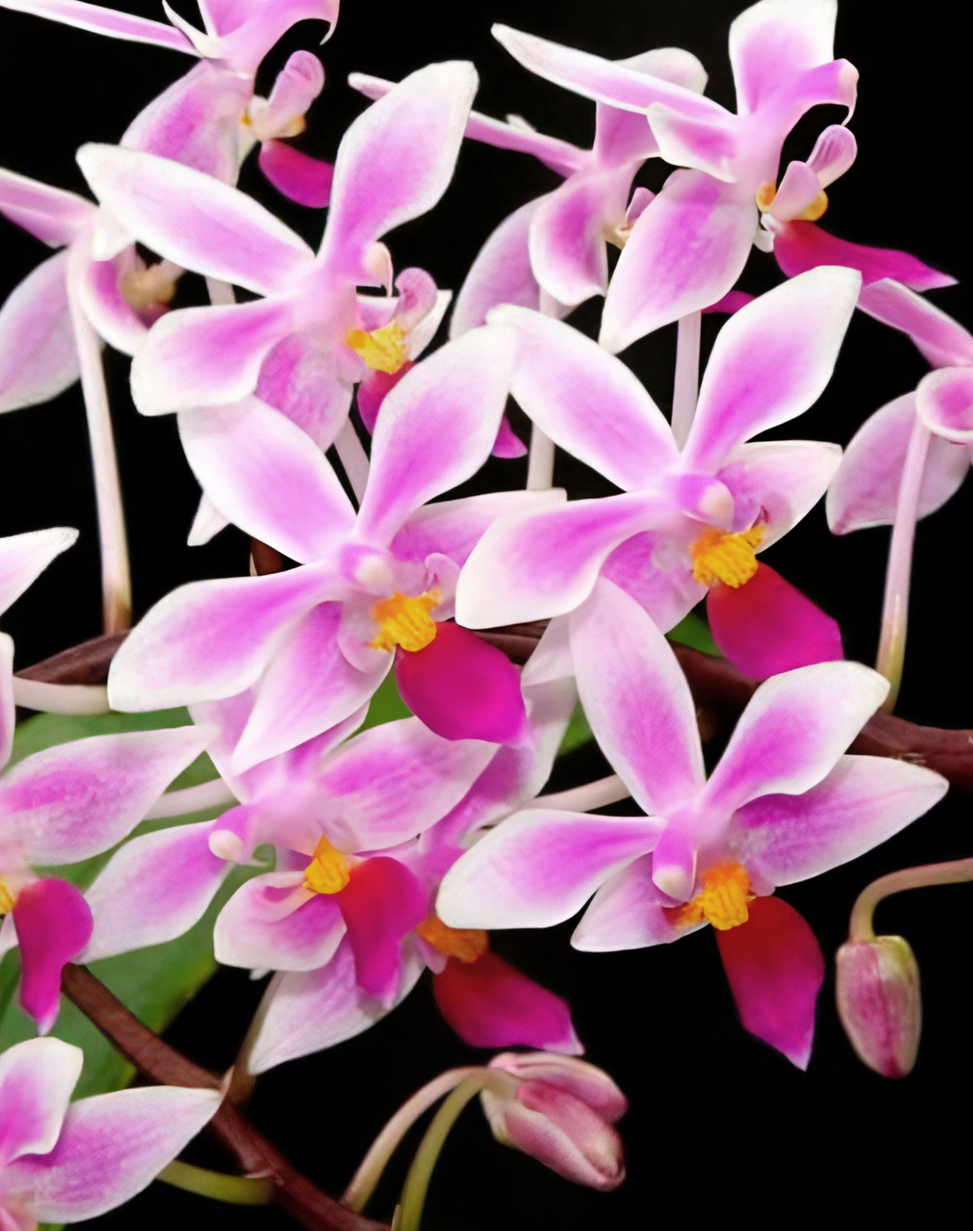Phal.equestris'pink'