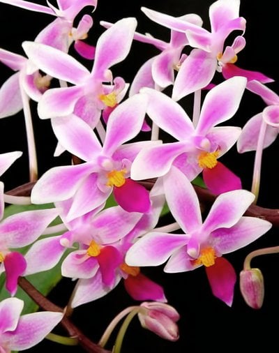 Phal.equestris'pink'
