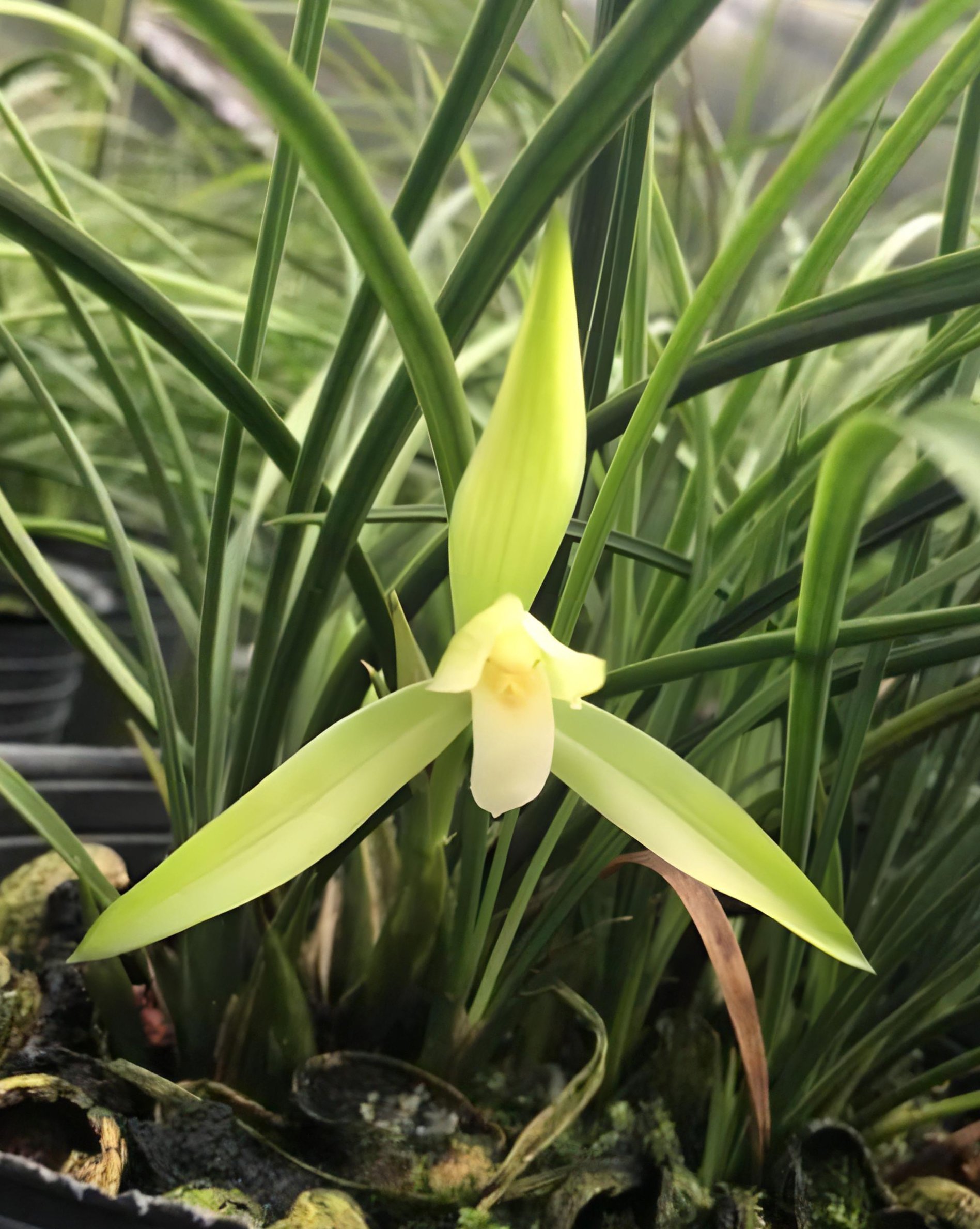 Cymbidium goeringii”White Sz Lan”