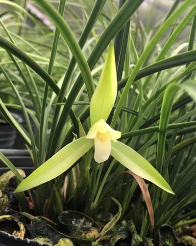 Cymbidium goeringii”White Sz Lan”
