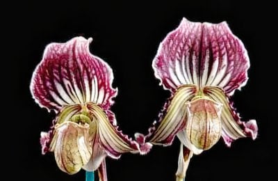 Paph. Ruby Leopard 'Elim BM/TPS' x fairrieanum