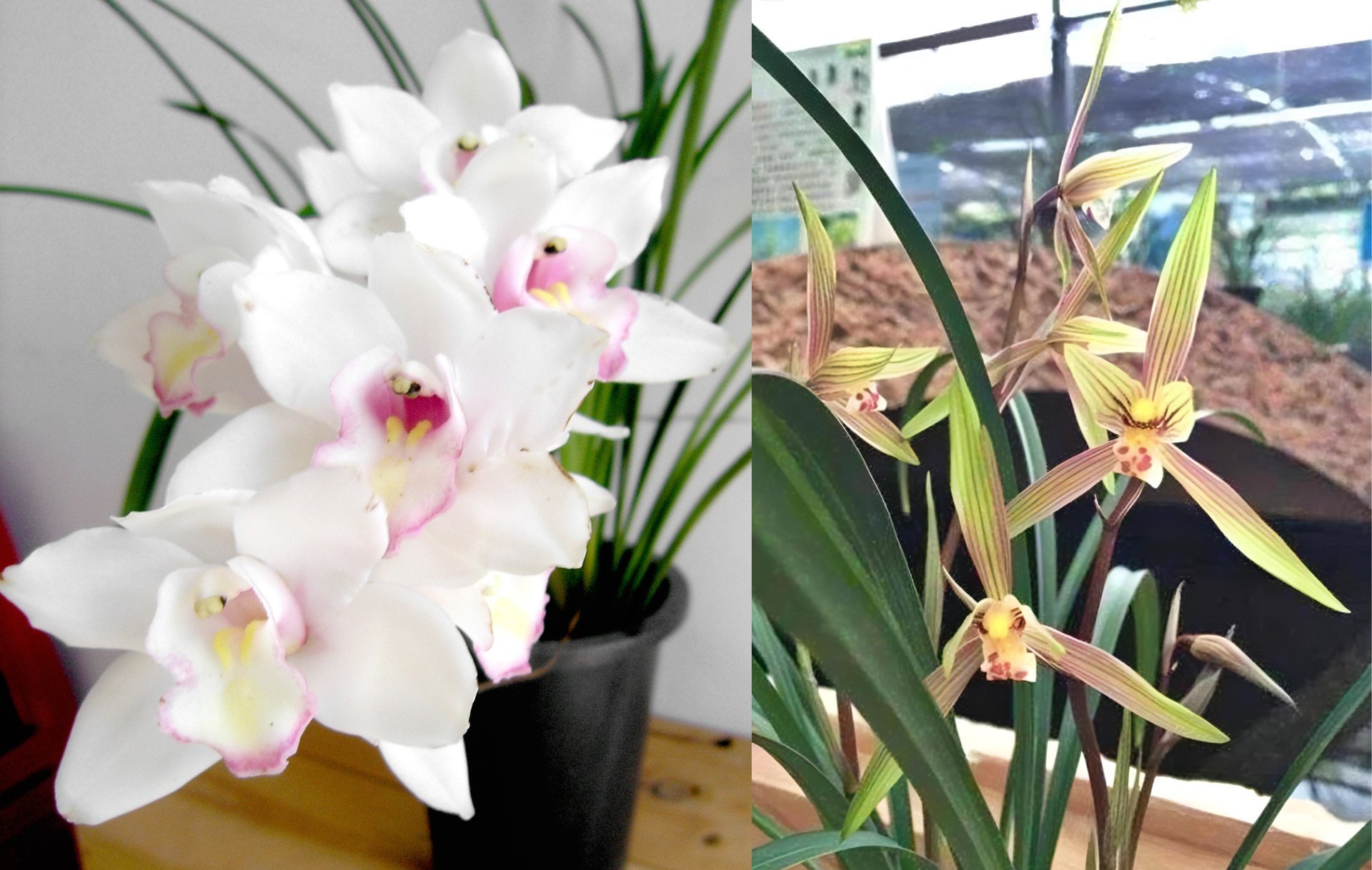 Cym.Great Flower x Cymbidium goeringii'Chuen Huei '春暉 3