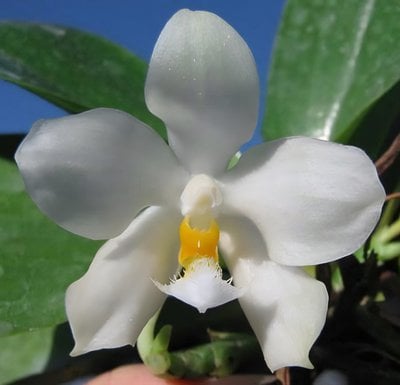 Phal.micholitzii x sib