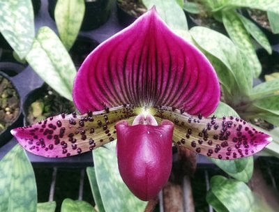 Paph.Yi-Ying Morning Sun