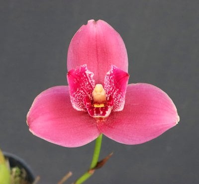 Lyc. Yi-Ying Sakura"No 1"(Meri clone)