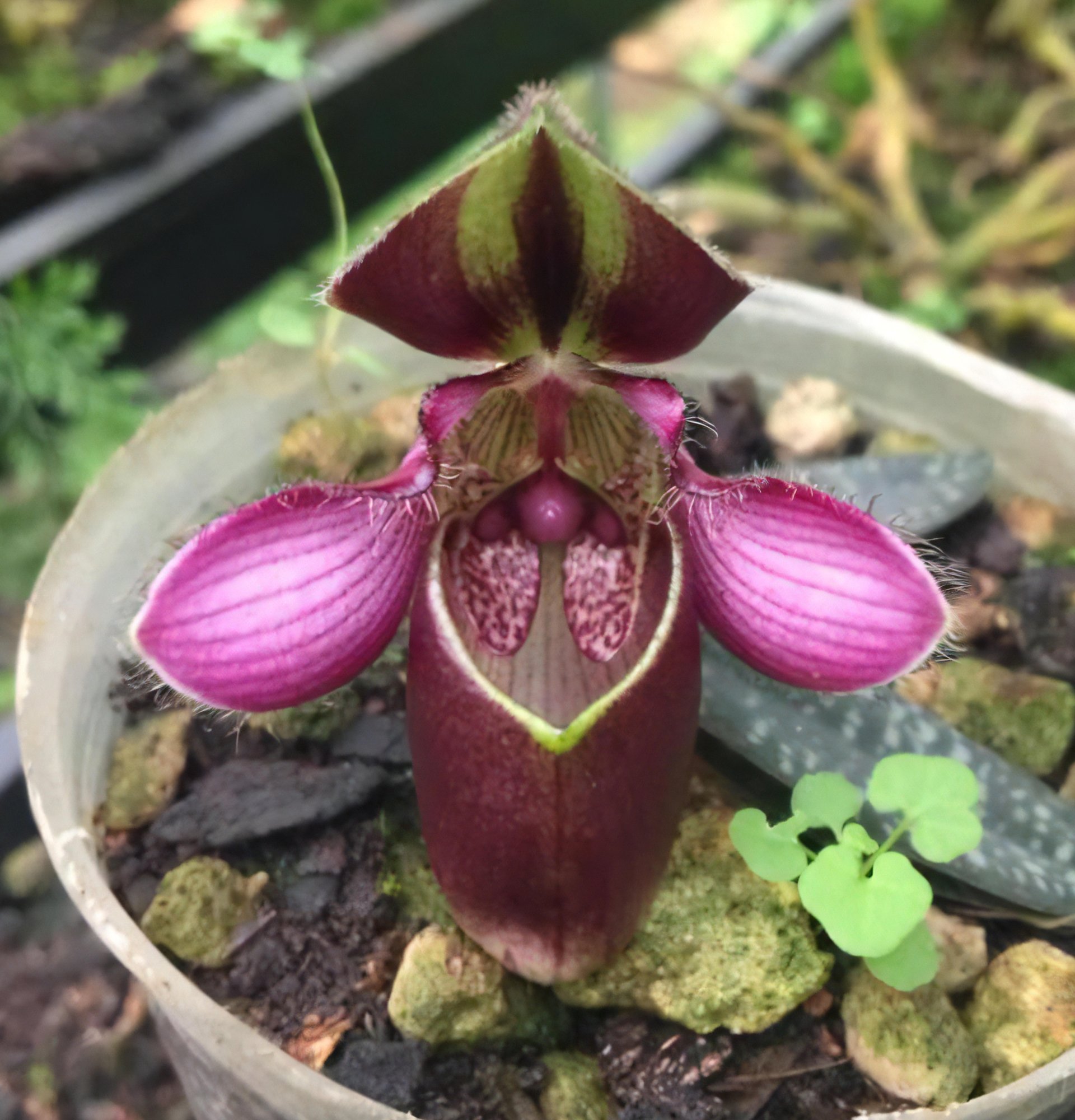 Paph.Ra-ming Lanna(Paph.callosum x Paph.rungsuriyanum) 2
