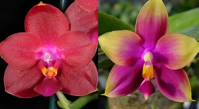 Phal. Hawaii Dragon Girl 'Peter #3' x Phal. Zheng Min Neon