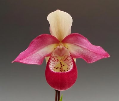 (Cardinale x kovachii ) (10 plants in)