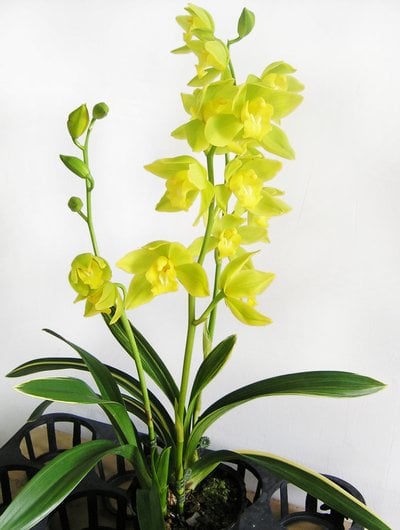 Cym.Yi-Ying Golden Dragon