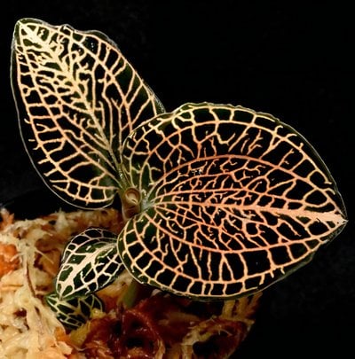 Anoectochilus Hybrid 'Rose Gold'