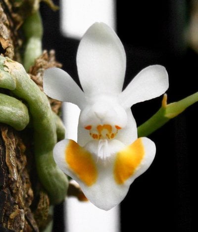 Phal.gibbosa x sib