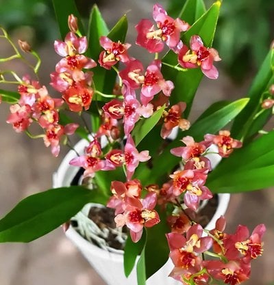 Oncidium Twinkle grex'red'