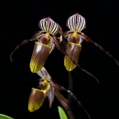 Paph.wilhelminae var. gardineri
