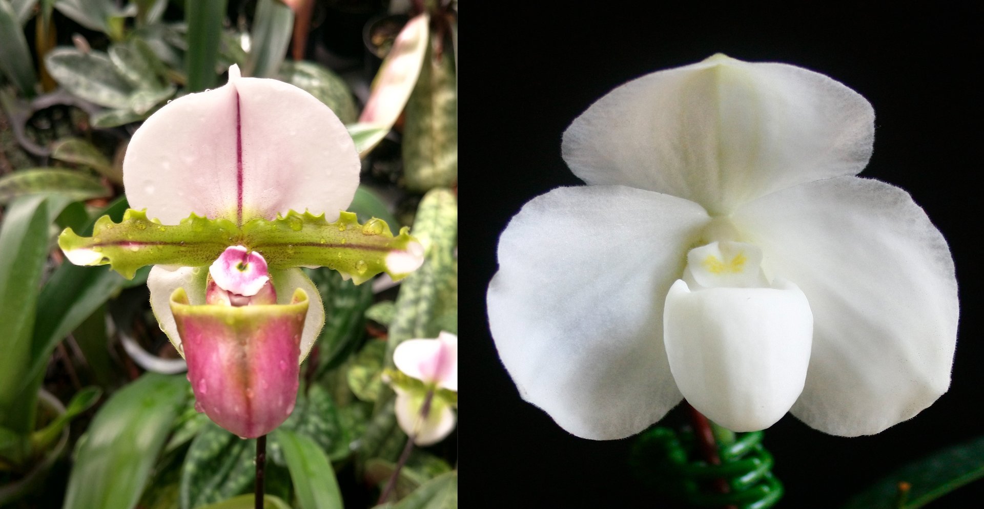 Paph.spicerianum"Red Pouch" x Paph.godefroyae.var.alba 3