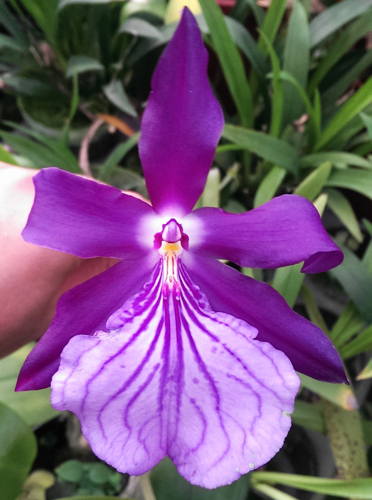Miltonia spectabilis