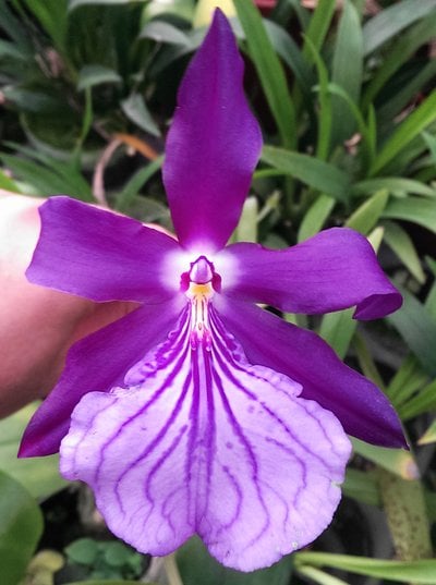 Miltonia spectabilis
