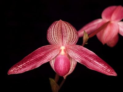Paph.Delrosi