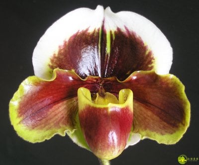 Paph.Yi-Ying Tricolor Crystal x Paph.Yi-Ying Fire Fox