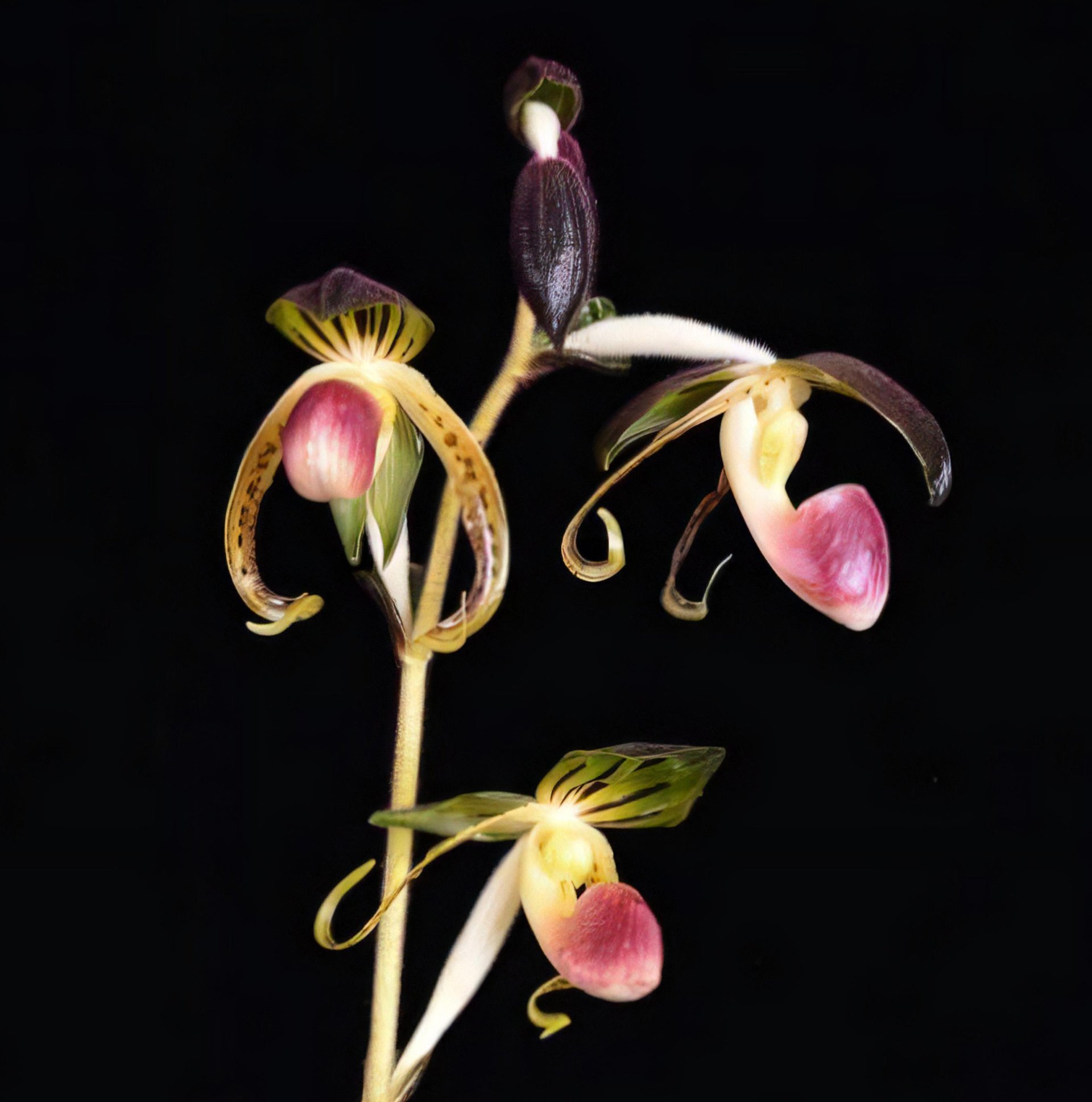 Paph.gigantifolium x sib