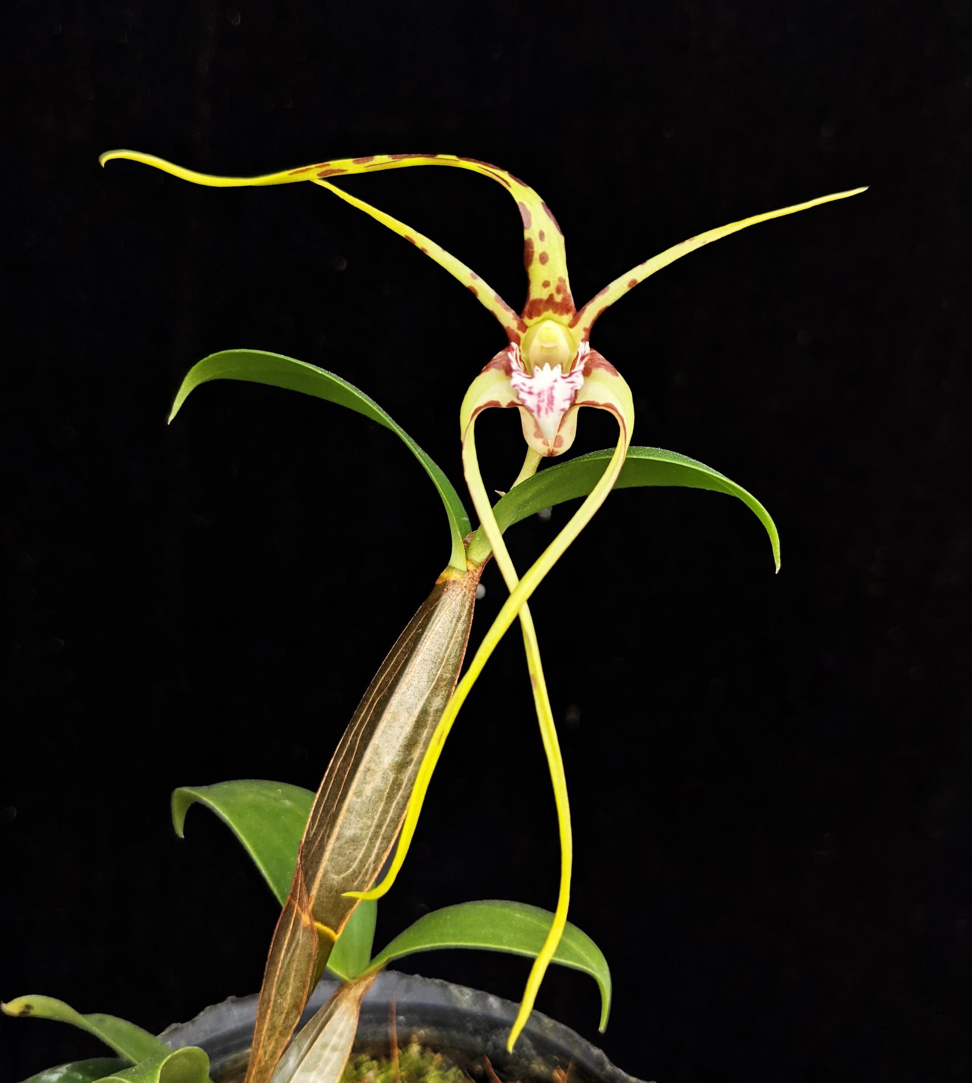 Den.tetragonum ×self