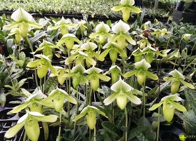 Paph.Yi-Ying Green Coral