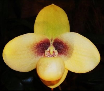 Paph.niveum X Paph.hangianum