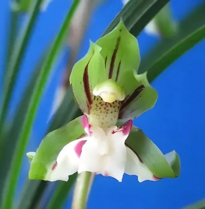 Cymbidium goeringii " Wu Dieh"