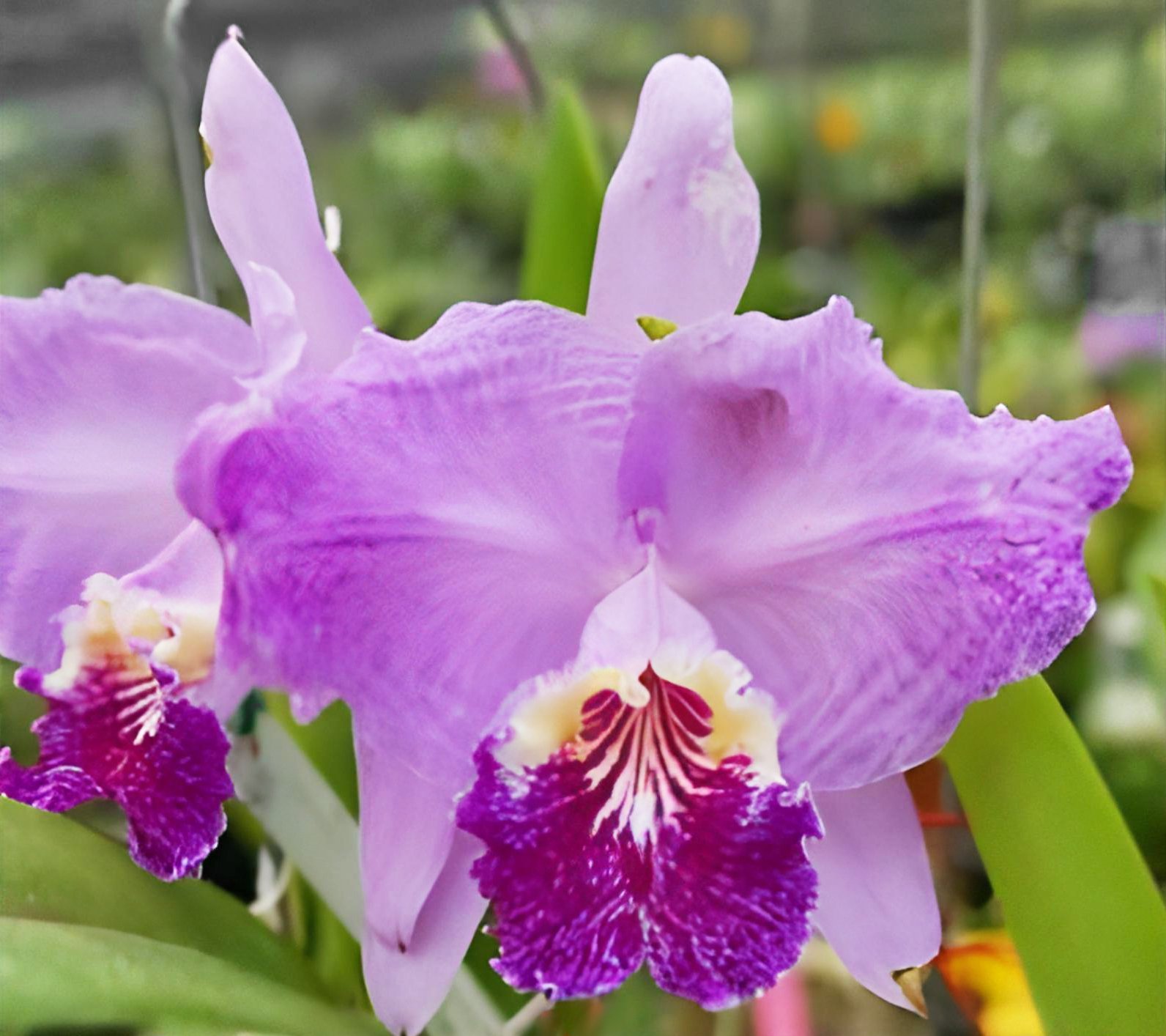 C. lueddemanniana var. flamea 'Keiko' x C.lueddemanniana var.rubra 'Giulia'