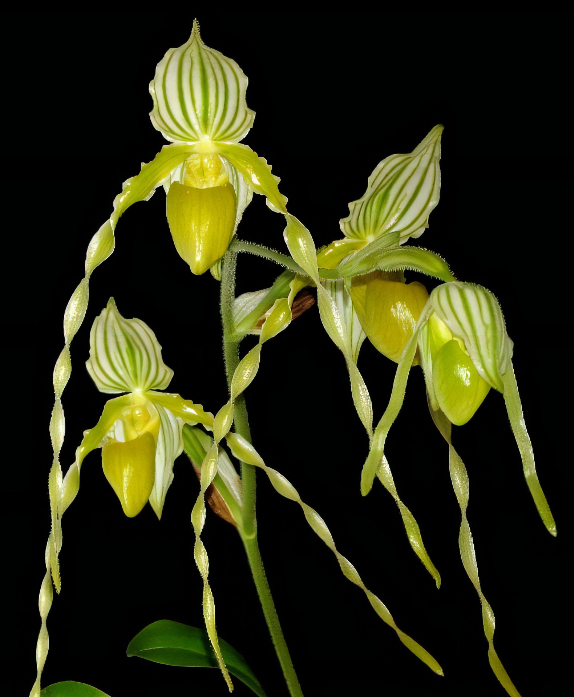 Paph.philippinese fma.album 'Charming' x sib 'In-Charm'
