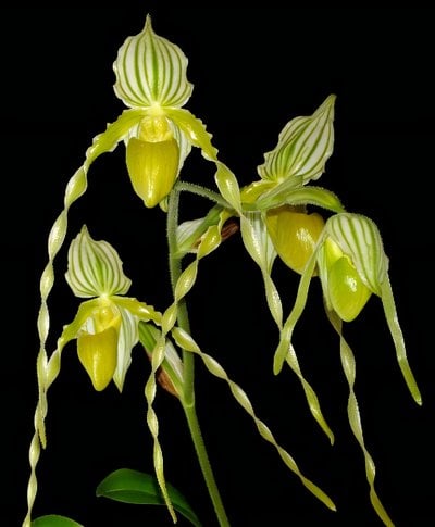 Paph.philippinese fma.album 'Charming' x sib 'In-Charm'