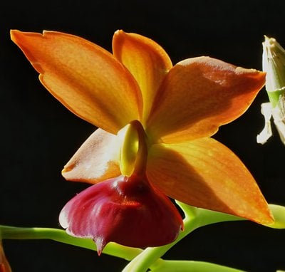 Cyc.Taiwan Gold Orange