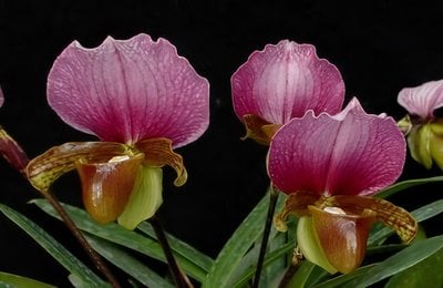 Paph. charlesworthii
