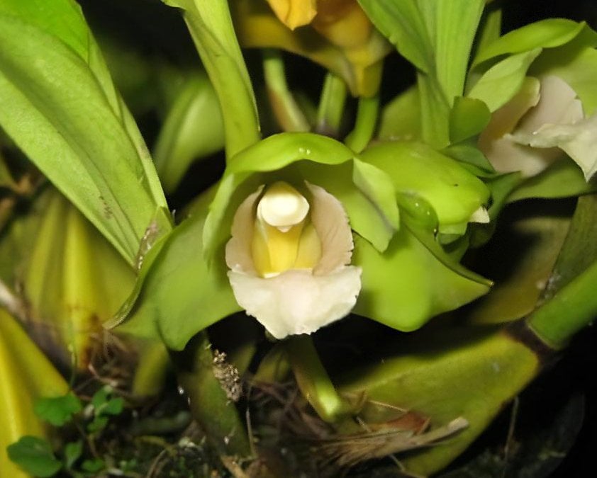 Lyc.Kiama x Bifrenaria fuerstenbergiana var. alb 2