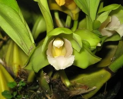 Lyc.Kiama x Bifrenaria fuerstenbergiana var. alb