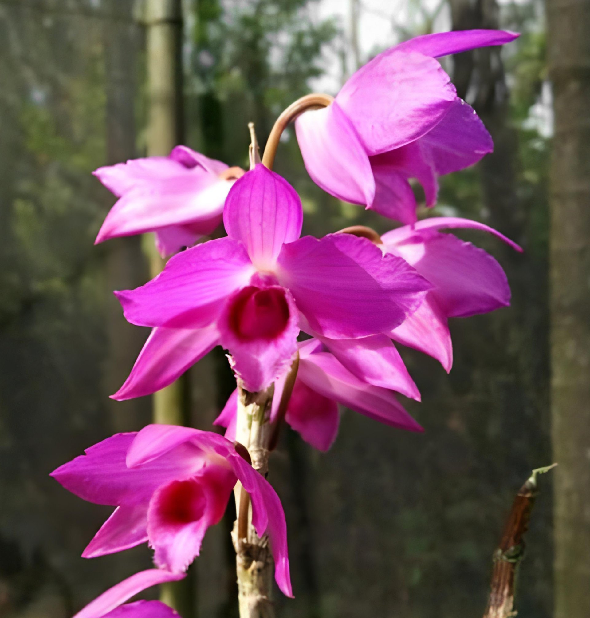 Den.Nestor'Red Dragon'