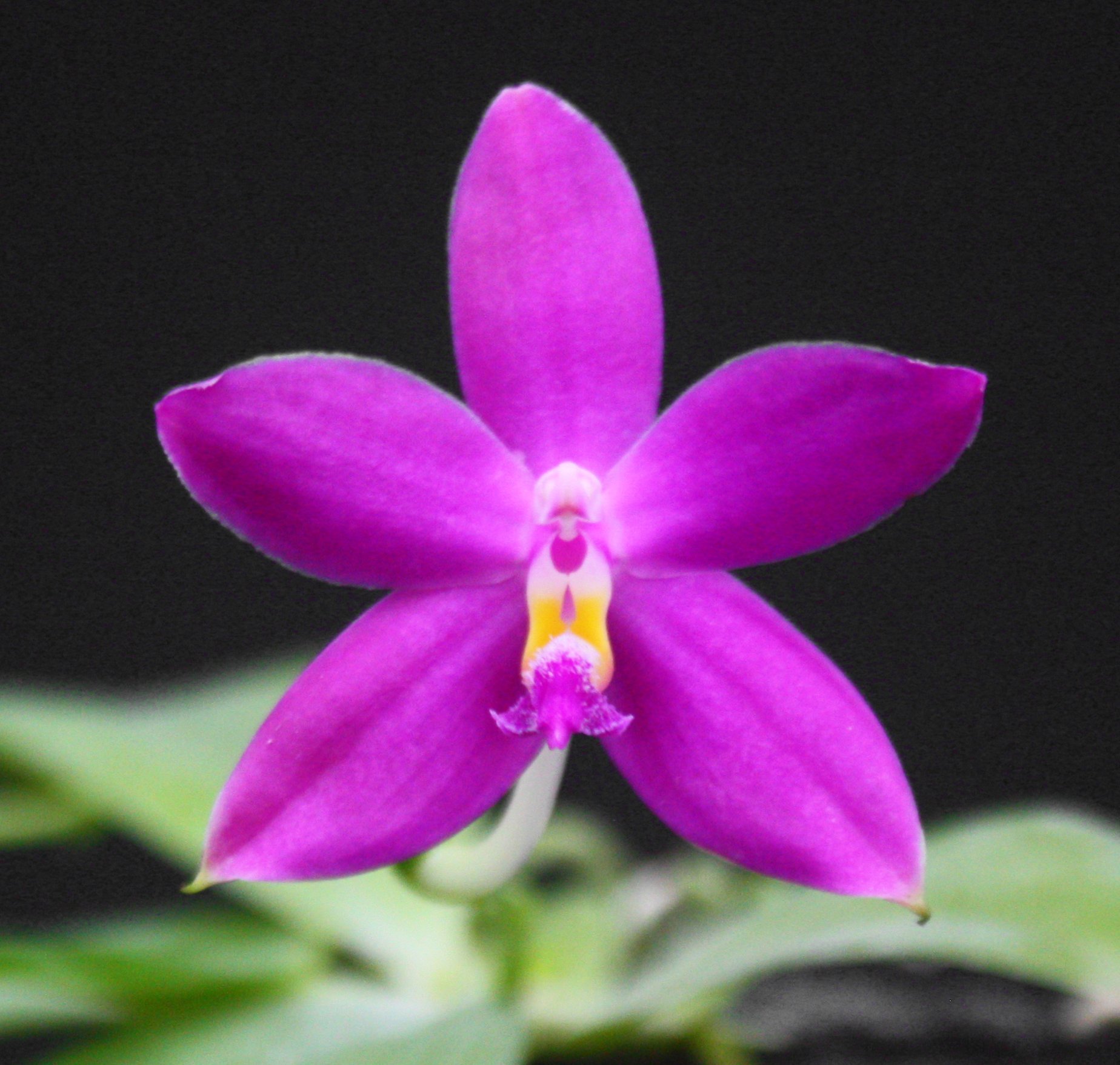Phal. Germaine Vincent x self