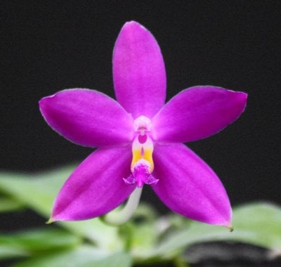Phal. Germaine Vincent x self