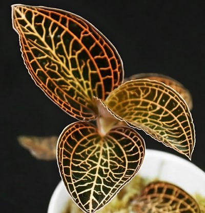 Anoectochilus albolineatus 'Black Tangerine'